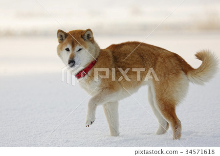 Shiba Inu playing in the snowy field 34571618
