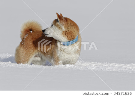 Shiba Inu playing in the snowy field Shiba Inu playing in the snowy field 34571626