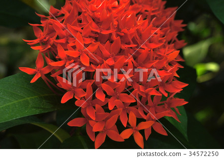 Ixora Kokkinaire Ixora Kokkinaire 34572250