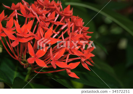 Ixora Kokkinaire Ixora Kokkinaire 34572251