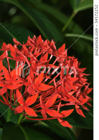 Ixora Kokkinaire Ixora Kokkinaire 34572252
