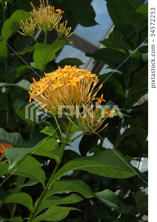 Ixora Kokkinaire Ixora Kokkinaire 34572253