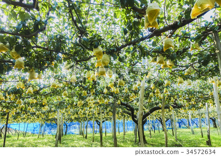 No garden of good harvest 34572634