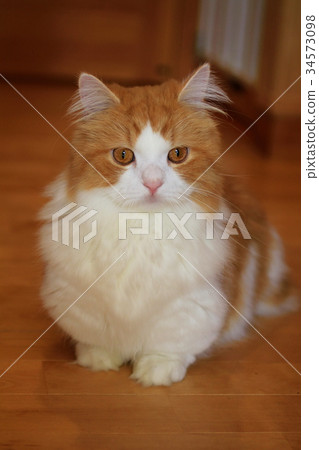 Cat MG6495 34573098