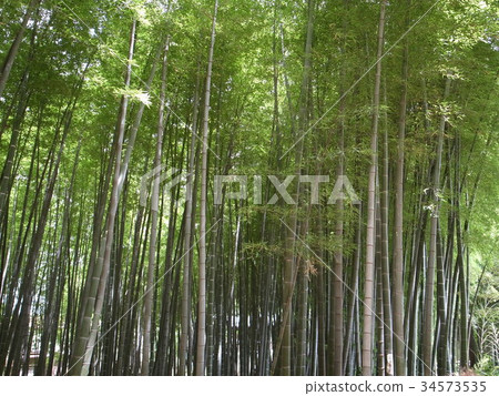 竹園 竹園 34573535