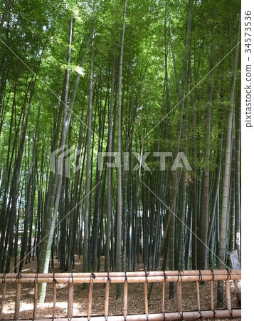 Bamboo Park 34573536