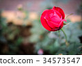 Red rose in the garden 34573547