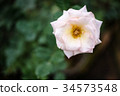 White rose in the garden 34573548