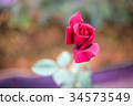 Red rose in the garden 34573549