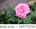 Red rose in the garden 34573550