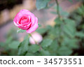 Red rose in the garden 34573551