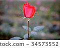 Red rose in the garden 34573552