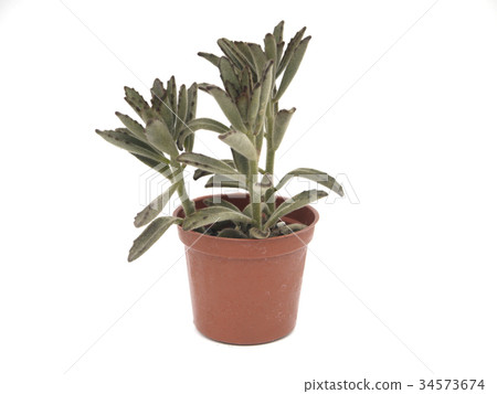 多肉植物/野兔耳 34573674