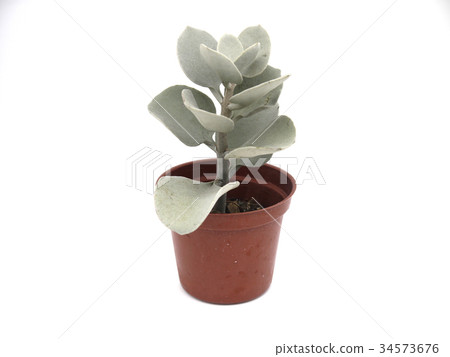 多肉植物/銀之太鼓 多肉植物/銀之太鼓 34573676