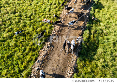 cattles walking on the trail in forest cattles walking on the trail in forest 34574939