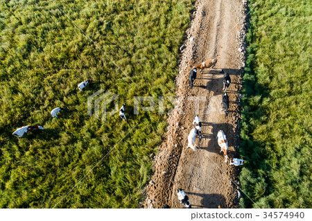 cattles walking on the trail in forest cattles walking on the trail in forest 34574940