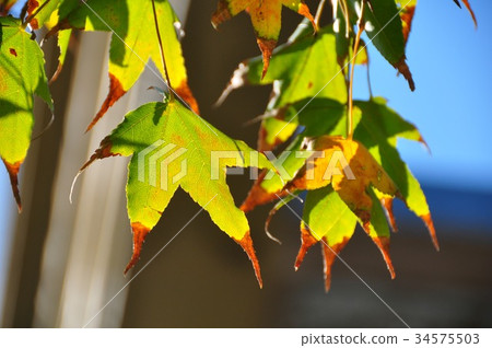 楓葉轉黃前 楓葉轉黃前 34575503