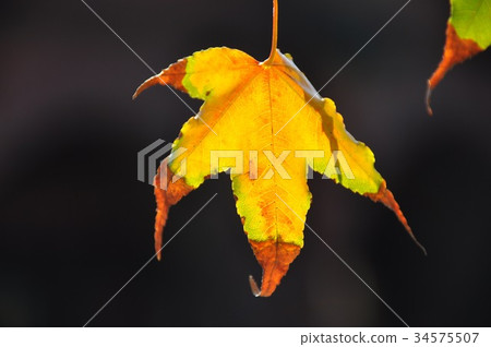 飄搖的楓葉 34575507