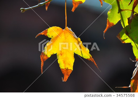 將紅的楓葉 將紅的楓葉 34575508