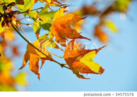 藍天下的楓葉 藍天下的楓葉 34575578