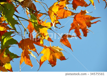天空下的楓葉 天空下的楓葉 34575581