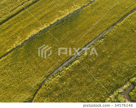 Aerial view of the rice field from drone Aerial view of the rice field from drone 34576148