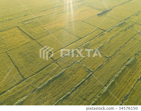 Aerial view of the rice field from drone Aerial view of the rice field from drone 34576150