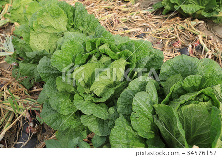 chinese cabbage and onion in growth at field chinese cabbage and onion in growth at field 34576152
