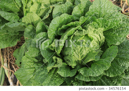 chinese cabbage and onion in growth at field chinese cabbage and onion in growth at field 34576154