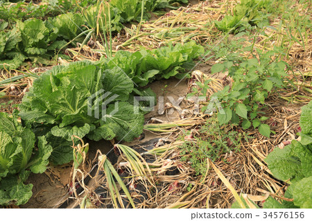 chinese cabbage and onion in growth at field chinese cabbage and onion in growth at field 34576156