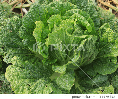 chinese cabbage and onion in growth at field chinese cabbage and onion in growth at field 34576158