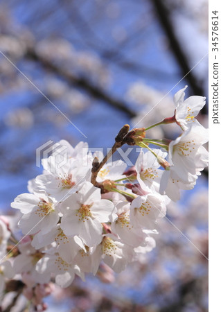 Cherry blossoms (Somei Yoshino) 34576614