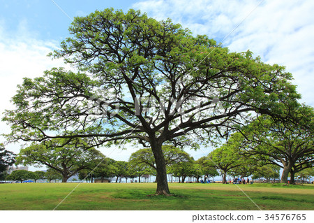 瓦胡島檀香山魔術島 34576765