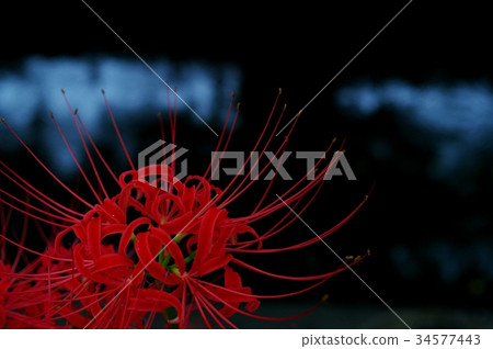 黃昏神秘開花的花群的河a 黃昏神秘開花的花群的河a 34577443