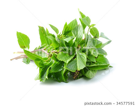 圖庫照片: basil leaves on white background