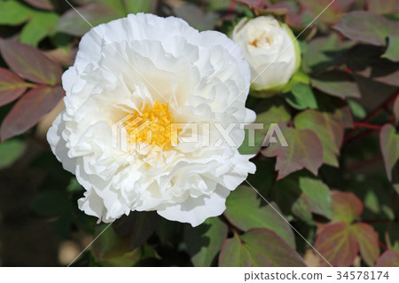Peony flower 34578174