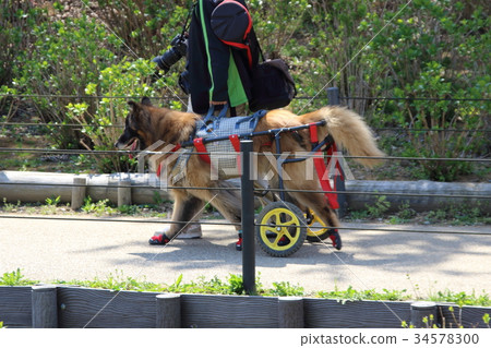 狗輪椅 34578300