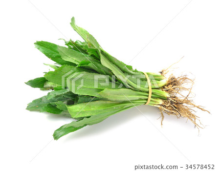 Thai Coriander 34578452