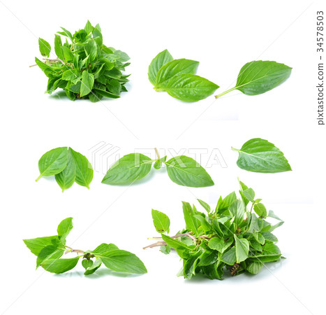 basil leaves on white background 34578503