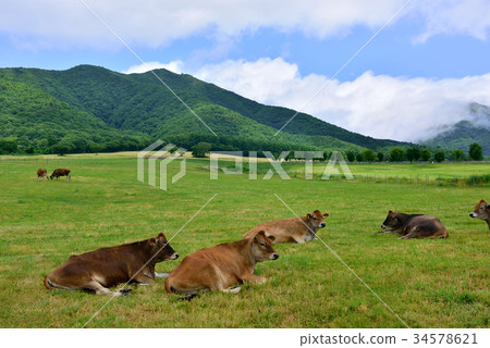Kashiyama Kogen(岡山縣真庭市) Kashiyama Kogen(岡山縣真庭市) 34578621