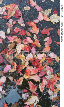 Autumn foliage burgundy yellow 34578699