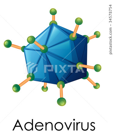 Diagram showing structure of adenovirus 34578754