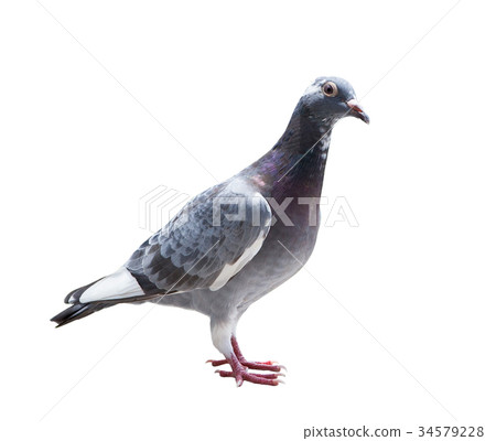 homing pigeon bird isolated white  34579228