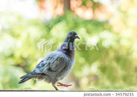 homing pigeon bird against green blur background homing pigeon bird against green blur background 34579235