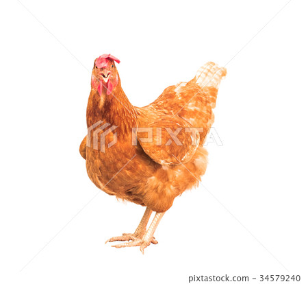 brown chicken hen standing isolated white  34579240