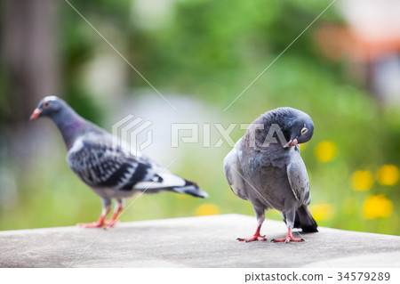 two homing pigeon  34579289