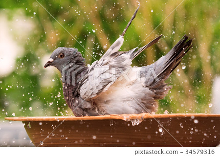 homing pigeon bathing in water jar homing pigeon bathing in water jar 34579316
