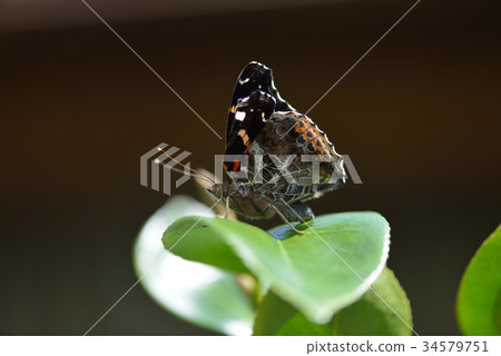 紅海軍上將 34579751