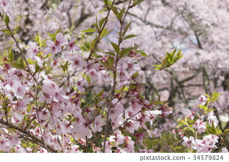 Takato Castle Park with blue sky 34579824