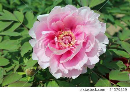 牡丹花 牡丹花 34579839